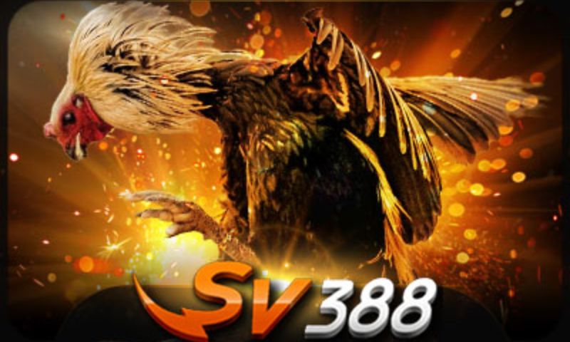 Tải app SV388 và tham gia vào đá gà trực tuyến 